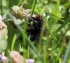 Xylocopa violacea